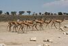 Kgalagadi-0002.jpg