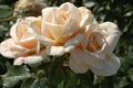 Lions-Rose (Kordes 2002).JPG