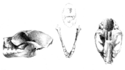 Megaerops ecaudatus skull.png