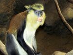 Mona Monkey.jpg