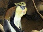 Mona Monkey.jpg