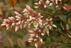Nandina-domestica-flowers.jpg