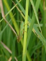 Paracinema tricolor male.jpg