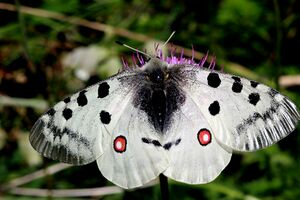 Parnassius apollo MHNT Frau