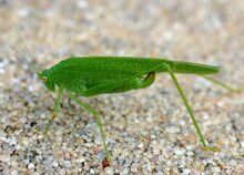 Phaneroptera nana02.jpg