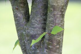 Prunus sargentii Columnaris 0zz.jpg