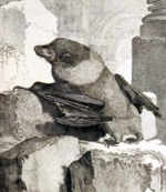 Pteropus subniger.png