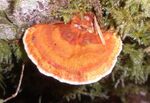 Pycnoporellus fulgens 61382.jpg
