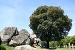 Quercus ilex JPG1.jpg