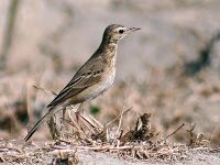 Richard's Pipit I -Haryana IMG 9961.jpg