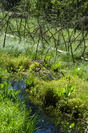 The swamp and the creek, Krikaly