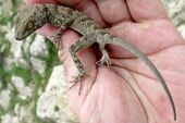 Tenuidactylus fedtschenkoi.jpg