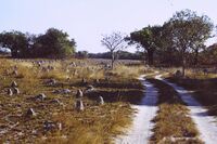 Termite mounds.jpg