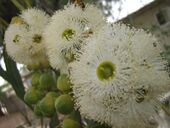 Цветы эвкалипта. Ливия.jpg