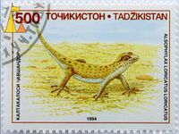 Alsophylax loricatus.jpg