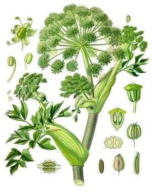 Angelica archangelica - Köhler–s Medizinal-Pflanzen-158.jpg
