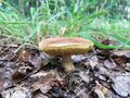 Aureoboletus moravicus 01.jpg