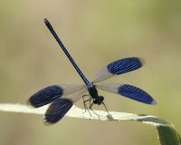 Banded Demoiselle (Calopteryx splendens) - Flickr - Lip Kee.jpg