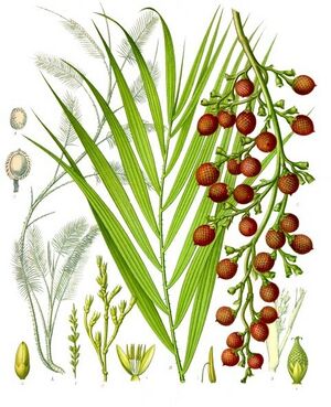 Calamus draco - Köhler–s Medizinal-Pflanzen-023.jpg