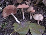 Entoloma nidorosum.JPG