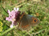 Erebia arvernensis.jpg