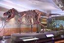 FMNH SUE Trex.jpg