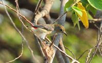 Female Scarlet Backed Flowerpecker.jpg
