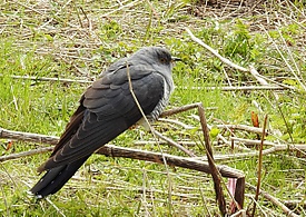 Gök Common Cuckoo (20163877259).jpg