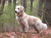 Golden Retriever standing Tucker.jpg