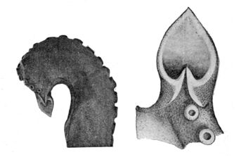 Graneledone verrucosa hectocotylus.jpg