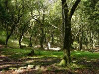 Laurazeen wood madeira hg.jpg