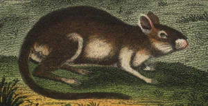 Meriones tamariscinus.jpg