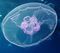 Moon jellyfish at Gota Sagher (cropped).JPG