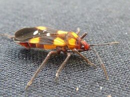 Oncopeltus famelicus, b, Pretoria.jpg