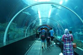Shark Seas, S.E.A. Aquarium, Marine Life Park, Resorts World Sentosa, Singapore - 20130105-02.JPG