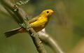 WilsonsWarbler-8AUG2017.jpg