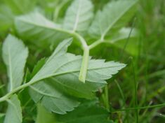 Aegopodium podagraria - stem profile.jpg