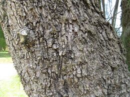 Allocasuarina verticillata1.jpg