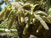 Broussonetia papyrifera 1.JPG