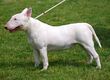 Bull Terrier R 01.jpg