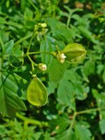 Cardiospermum halicacabum 03.jpg