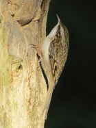 Certhia familiaris brittanica, Gosforth Park 1a.jpg