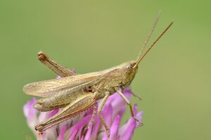 Некрупный зеленый самец Chorthippus dorsatus балансирует на цветке, оголив брюшко