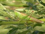 Conocephalus discolor (2388164491).jpg