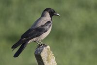 Corneille mantelée - Hooded crow - Gri leş kargası 03.jpg