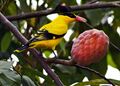 Custardapplewithbird.jpg