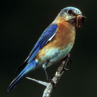 EasternbluebirdB9.jpg