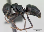 Lasius fuliginosus casent0173166 profile 1.jpg
