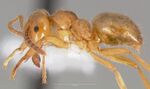 Lasius umbratus casent0005409 profile 1.jpg