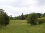 Meadow near Sapperton - geograph.org.uk - 759381.jpg